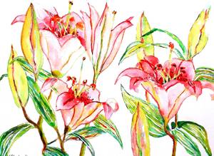 Pink Lilies